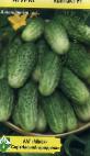 Photo Cucumbers grade Kontakt F1