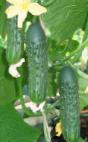 Photo Cucumbers grade Apollon