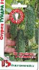 foto I cetrioli la cultivar Tundra F1