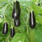 Photo Eggplant grade Orion F1