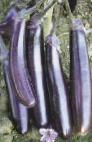 Photo Eggplant grade Korol rynka