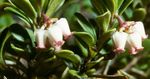 Foto Gartenblumen Bärentraube, Kinnikinnick, Manzanita (Arctostaphylos uva-ursi), weiß