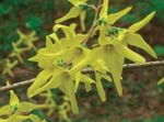 foto Flores do Jardim Forsythia , amarelo