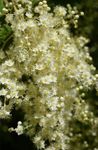 fotoğraf Bahçe Çiçekleri Krem Çalı, Okyanus Spreyi (Holodiscus), beyaz