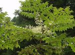 снимка Градински цветове Японски Ангелика Дърво (Aralia), бял