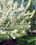 foto I fiori da giardino Mela Ornamentale (Malus), bianco