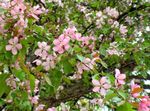 Foto Gartenblumen Apfel Zier (Malus), rosa