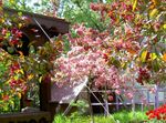 φωτογραφία Λουλούδια κήπου Μήλο Διακοσμητικά (Malus), ροζ