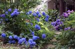 Photo Garden Flowers Common hydrangea, Bigleaf Hydrangea, French Hydrangea (Hydrangea hortensis), dark blue