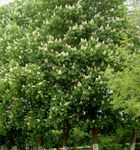 照 园林花卉 七叶树，板栗树 (Aesculus hippocastanum), 白