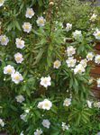 Foto Gartenblumen Buschwindröschen, Anemone Baum (Carpenteria), weiß