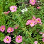 照 园林花卉 岩蔷薇，旭日升 (Cistus), 粉红色