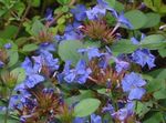 Foto Gartenblumen Leadwort, Hardy Blau Plumbago (Ceratostigma), blau