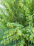 снимка Градински цветове Берберис (Berberis), жълт