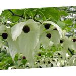 照 园林花卉 珙桐，鬼树，手帕树 (Davidia involucrata), 白