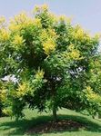 Foto Have Blomster Gyldne Regn Træet, Panicled Goldenraintree (Koelreuteria paniculata), gul