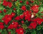 foto I fiori da giardino Escallonia (Escallonia macrantha), rosso