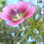 Photo Garden Flowers Cape Mallow (Anisodontea capensis), pink