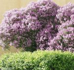 foto I fiori da giardino Lilac Ungherese (Syringa josikaea), lilla