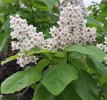 fotografie Záhradné kvety Južnej Katalpa, Catawba, Indická Fazuľa Strom (Catalpa bignonioides), biely