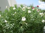 Foto Gartenblumen Oleander (Nerium oleander), weiß