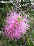 Фото Садовые Цветы Каллистемон (Краснотычинник) (Callistemon), розовый