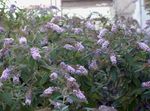 Foto Gartenblumen Schmetterlingsstrauch, Sommerflieder (Buddleia), flieder