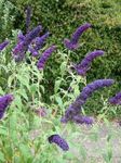 სურათი ბაღის ყვავილები პეპელა ბუში, ზაფხულში იასამნისფერი (Buddleia), მუქი ლურჯი