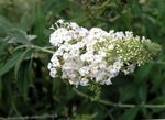 fotografie Zahradní květiny Motýl Bush, Letní Šeřík (Buddleia), bílá