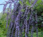 fotografie Zahradní květiny Motýl Bush, Letní Šeřík (Buddleia), světle modrá