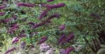 Foto Gartenblumen Schmetterlingsstrauch, Sommerflieder (Buddleia), lila