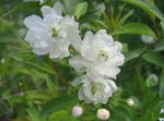 სურათი ბაღის ყვავილები Cerasus Grandulosa , თეთრი