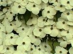 foto I fiori da giardino Kousa Corniolo, Sanguinello Cinese, Sanguinello Giapponese (Cornus-kousa), bianco