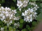 Photo Garden Flowers Blackberry, Bramble (Rubus fruticosus), white