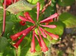 foto I fiori da giardino Caprifoglio (Lonicera-brownie), rosso