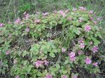 foto Flores do Jardim Framboesa Ártico, Árctico (Rubus-arcticus), rosa