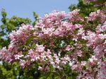 照 园林花卉 美布什 (Kolkwitzia), 粉红色