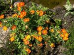 Photo Garden Flowers Cinquefoil, Shrubby Cinquefoil (Pentaphylloides, Potentilla fruticosa), orange