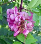 Fil Trädgårdsblommor Falsk Acaciaia (Robinia-pseudoacacia), rosa