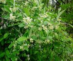 Photo Garden Flowers Oleaster, Cherry Silverberry, Goumi, Silver Buffaloberry (Elaeagnus), white