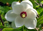 Foto Vrtne Cvjetovi Magnolija (Magnolia), bijela
