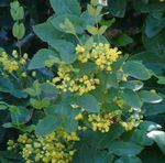 foto I fiori da giardino Oregon Uva, Uva Oregon Agrifoglio, Crespino Agrifoglio Foglie (Mahonia), giallo