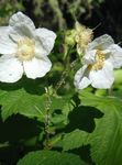 Foto Gartenblumen Violett-Blühende Himbeere, Thimbleberry (Rubus), weiß