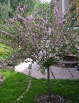 Photo Garden Flowers Almond (Amygdalus), pink