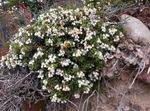 Фото Садові Квіти Пернеттія (Pernettya, Gaultheria mucronata), білий