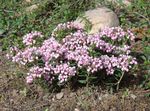 φωτογραφία Λουλούδια κήπου Ττε Δεντρολίβανο, Κοινή Δεντρολίβανο Ττε, Βάλτο Της Ανδρομέδας (Andromeda), ροζ