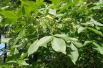 fotografie Zahradní květiny Hop Strom, Páchnoucí Popel, Oplatka Popel (Ptelea trifoliata), bílá