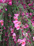 Photo Garden Flowers Broom (Cytisus), pink