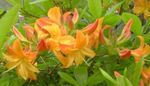 Foto Gartenblumen Azaleen, Pinxterbloom (Rhododendron), orange
