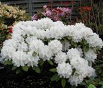 foto I fiori da giardino Azalee, Pinxterbloom (Rhododendron), bianco